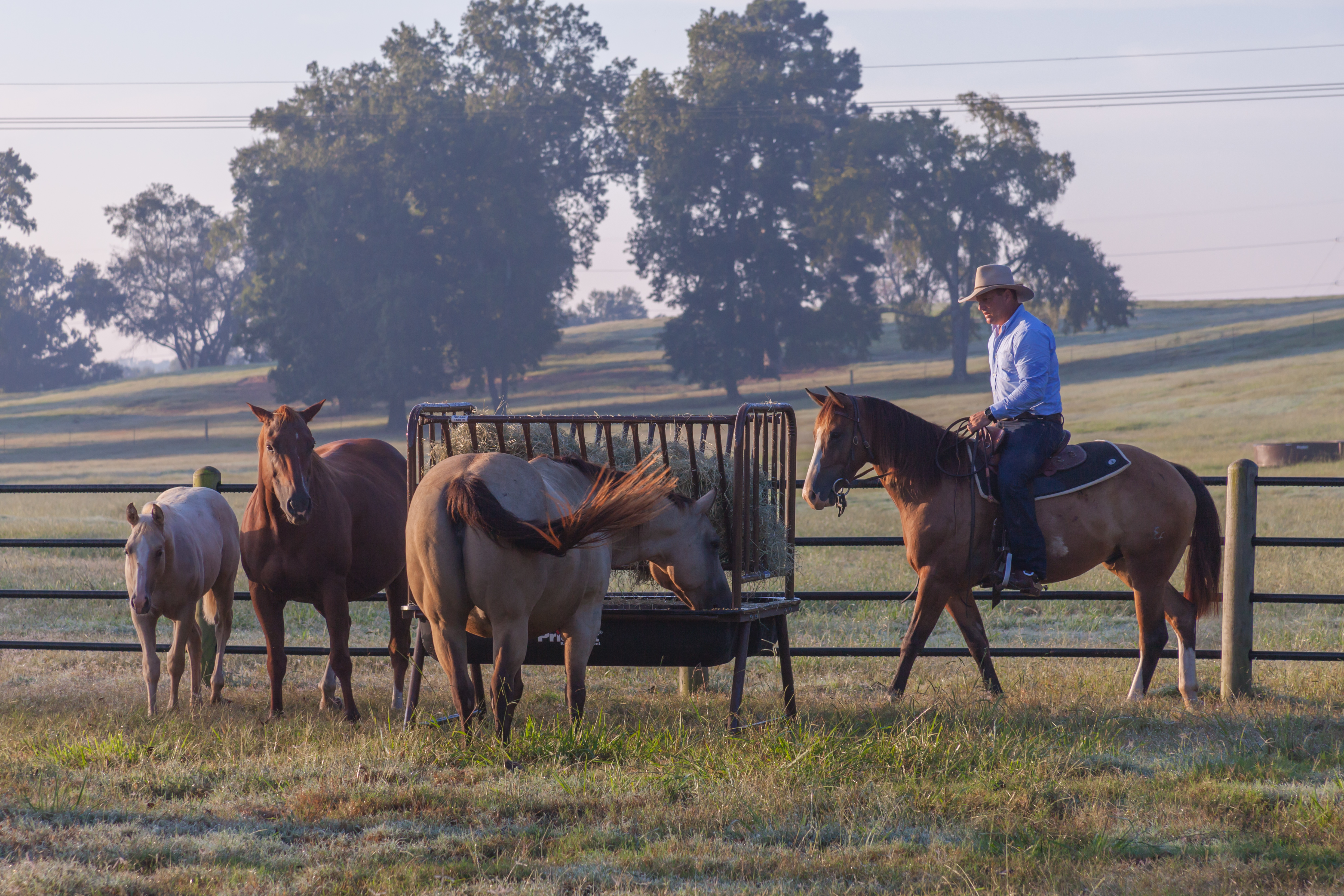 Horse Guy Mclean PHFH04.jpg